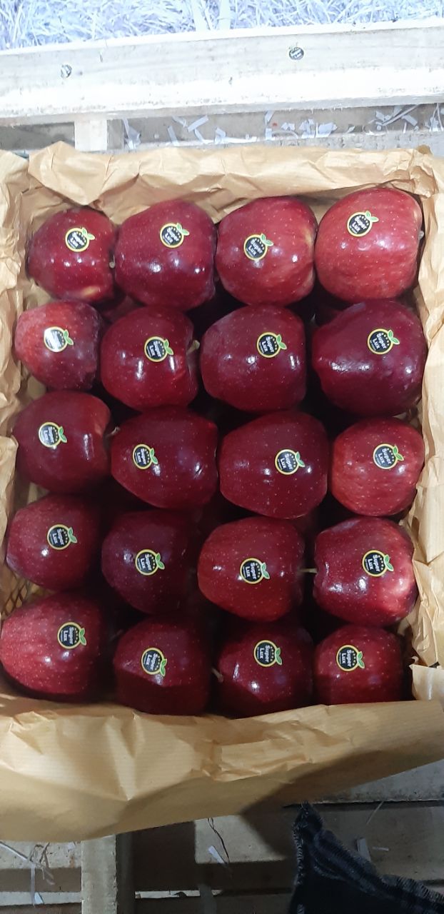 خرید سیب قرمز صادراتی ارومیه